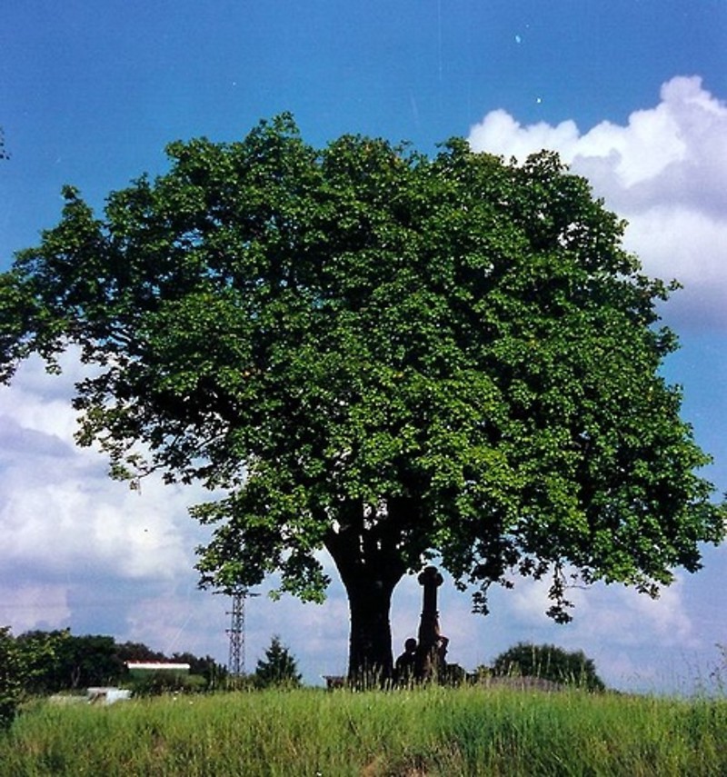 Baum des Jahres 2011 Brandenburg steht - Elsbeere in Deutschlands Stärkste | aktuell NIEDERLAUSITZ
