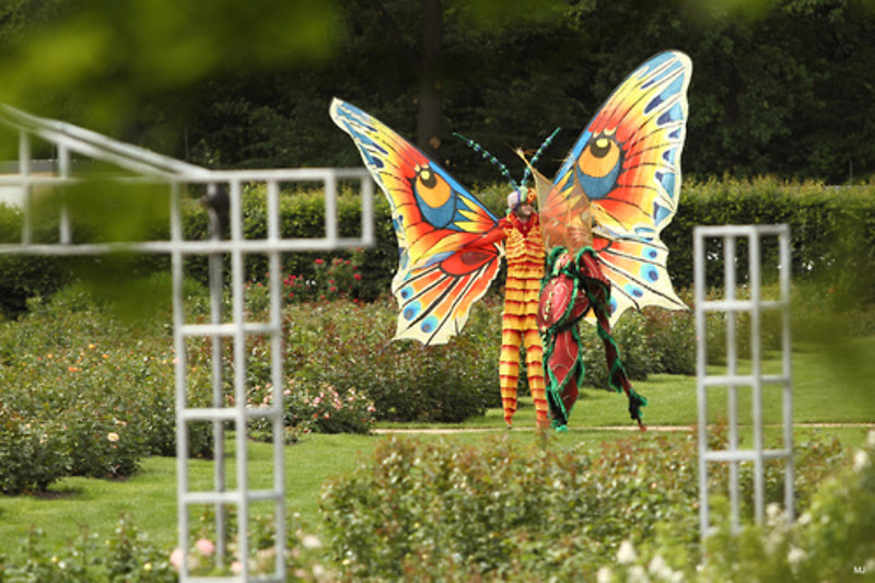 Ostdeutscher Rosengarten in Forst (Lausitz) - Magisches, Musikalisches und  Heiteres inmitten blühender und duftender Rosen