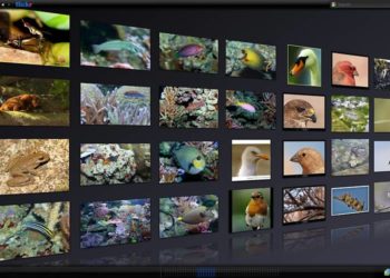 Wikipedia, Free Art License, Autor: Animal World