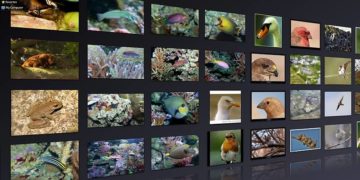 Wikipedia, Free Art License, Autor: Animal World