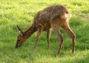 Wikipedia, GNU Lizenz