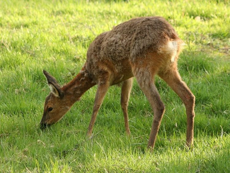 Wikipedia, GNU Lizenz