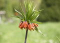 kaiserkrone