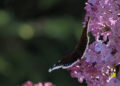 schmetterling1