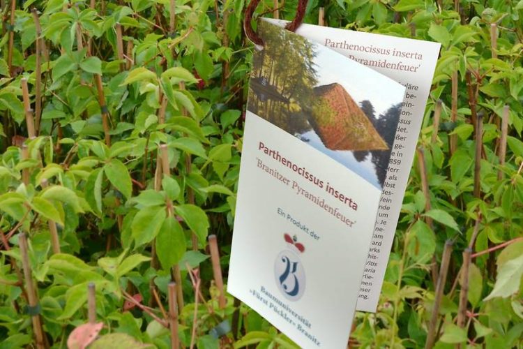 Stiftung Fürst-Pückler-Museum Park und Schloss Branitz 2014