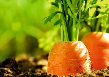 Landkreis Elbe-Elster