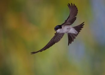 Creative Commons Attribution-Share Alike 3.0 Germany