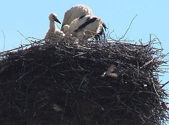 Wikipedia, CC 3.0 Lizenz