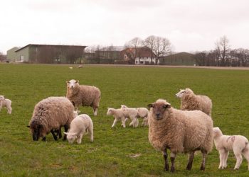 Wikipedia, CC 3.0 Lizenz