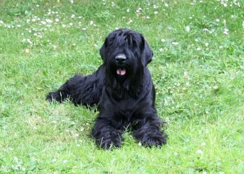 Wikipedia, CC 2.0 Lizenz