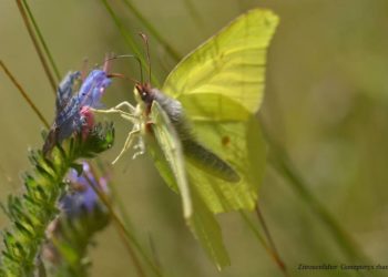 Aufnahmen von Anneli Krämer