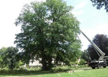 Flügelnuss mit Blut-Buche im Hintergrund