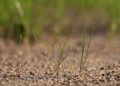 Wiki Der Wolf im Wald