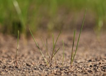 Wiki Der Wolf im Wald