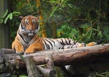 Creative Commons Attribution 3.0 Unported