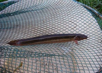 Foto: Vattenfall GmbH