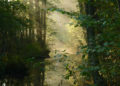 Geheimnisvoller-Spreewald---2