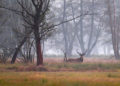 Geheimnisvoller-Spreewald---3