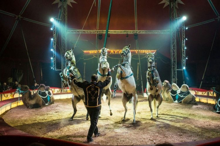 Foto: Zirkus AEROS