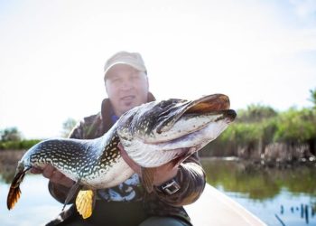 Pixabay CC0 gemeinfrei