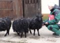 Foto: Zoo Hoyerswerda