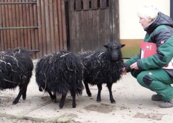 Foto: Zoo Hoyerswerda