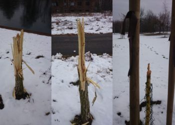 Foto: Stadt Eisenhüttenstadt