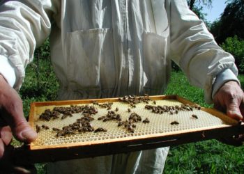 Wiki CC 3.0 Cosmicgirl