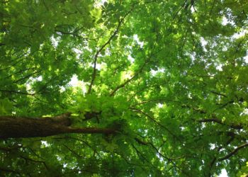 Foto: Sandra Mattner