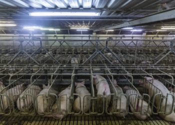 Foto: Animal Rights Watch