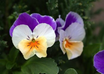 Pixabay CC0 gemeinfrei