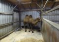 Foto: Zoo, Kultur und Bildung Hoyerswerda gGmbH