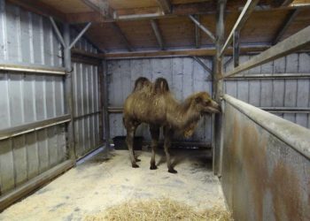 Foto: Zoo, Kultur und Bildung Hoyerswerda gGmbH