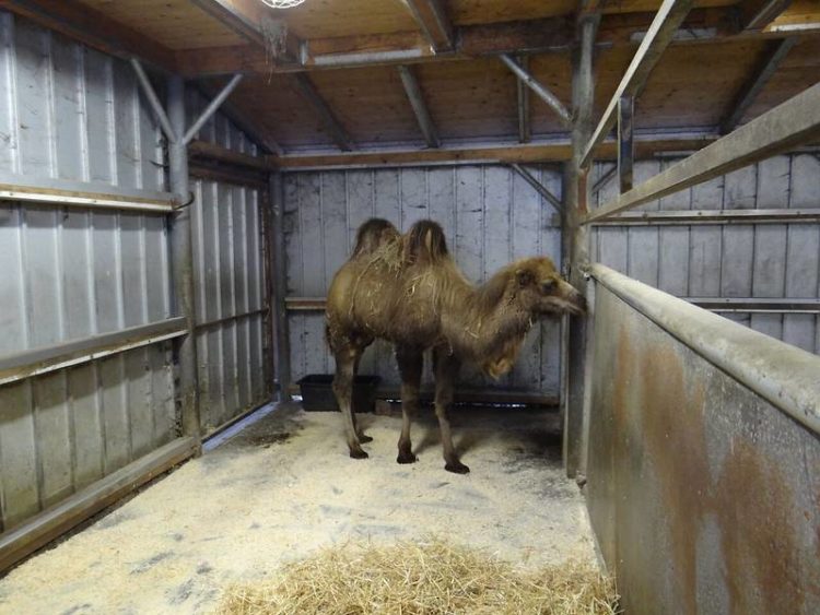 Foto: Zoo, Kultur und Bildung Hoyerswerda gGmbH