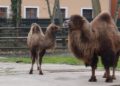 Trampeltierstute Gerda ist im Zoo Hoyerswerda eingezogen 10 F Zoo Kultur und Bildung Hoyerswerda gGmbH