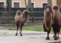 Trampeltierstute Gerda ist im Zoo Hoyerswerda eingezogen 12 F Zoo Kultur und Bildung Hoyerswerda gGmbH