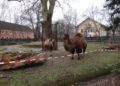 Trampeltierstute Gerda ist im Zoo Hoyerswerda eingezogen 13 F Zoo Kultur und Bildung Hoyerswerda gGmbH
