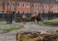 Trampeltierstute Gerda ist im Zoo Hoyerswerda eingezogen 14 F Zoo Kultur und Bildung Hoyerswerda gGmbH