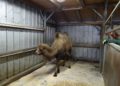 Trampeltierstute Gerda ist im Zoo Hoyerswerda eingezogen 6 F Zoo Kultur und Bildung Hoyerswerda gGmbH