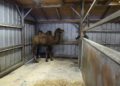 Trampeltierstute Gerda ist im Zoo Hoyerswerda eingezogen 7 F Zoo Kultur und Bildung Hoyerswerda gGmbH
