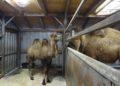 Trampeltierstute Gerda ist im Zoo Hoyerswerda eingezogen 8 F Zoo Kultur und Bildung Hoyerswerda gGmbH