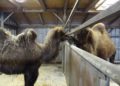 Trampeltierstute Gerda ist im Zoo Hoyerswerda eingezogen 9 F Zoo Kultur und Bildung Hoyerswerda gGmbH