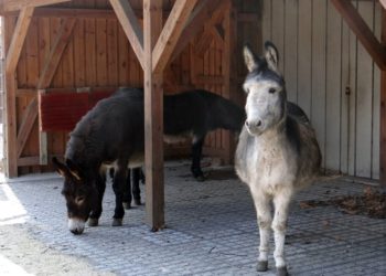 Foto: Zoo, Kultur und Bildung Hoyerswerda gGmbH