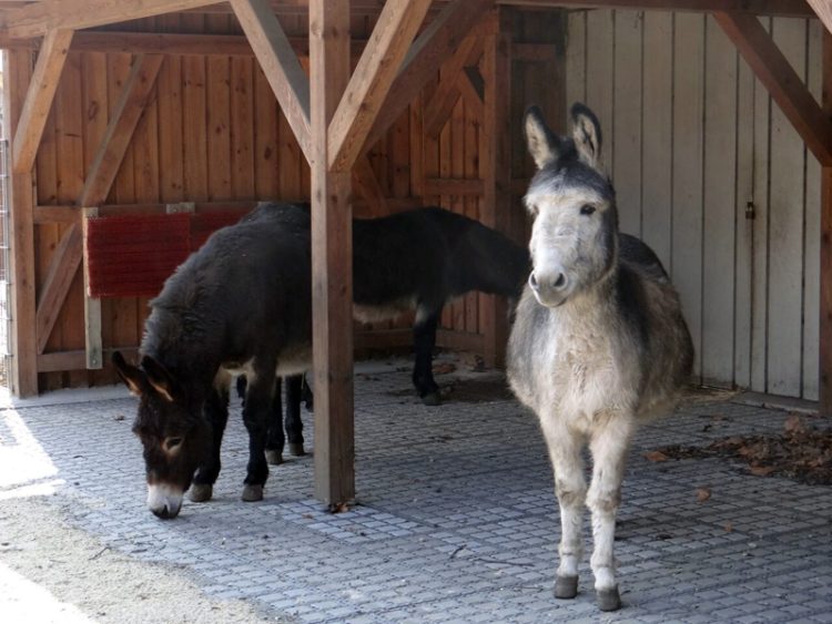 Foto: Zoo, Kultur und Bildung Hoyerswerda gGmbH