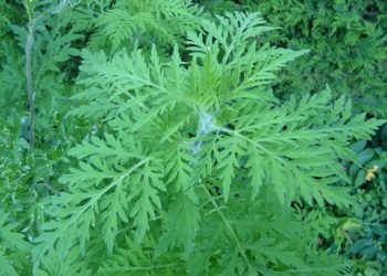 Wiki CC 3.0 Père Igor