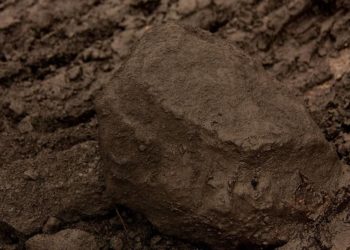 Wikipedia CC 3.0 Prissantenbär