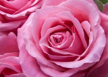 Pixabay CC0 gemeinfrei