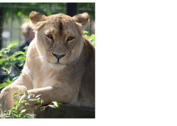 Foto: Zoo, Kultur und Bildung Hoyerswerda gGmbH