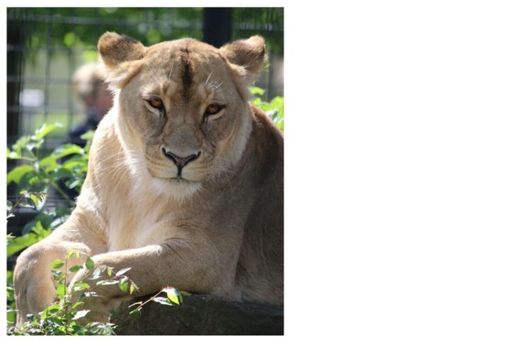Foto: Zoo, Kultur und Bildung Hoyerswerda gGmbH