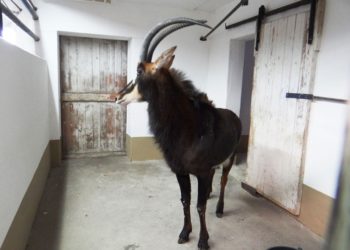 Foto: Zoo, Kultur und Bildung Hoyerswerda gGmbH